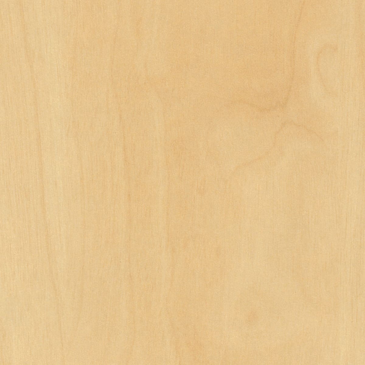 LX_Curly_Birch_RGB_1200x1200_LR